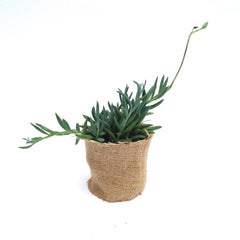 mini cactus