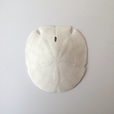 sand dollar