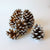 silver pine cones