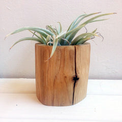 wooden vase with air plant